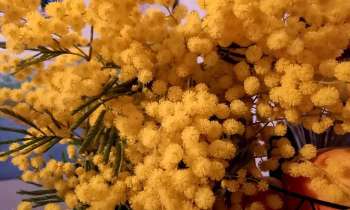 Puzzle 8051 - Mimosa