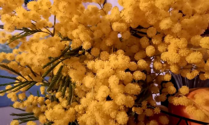 Puzzle Mimosa