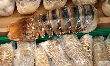 Puzzle 7162 - Queues de langoustes