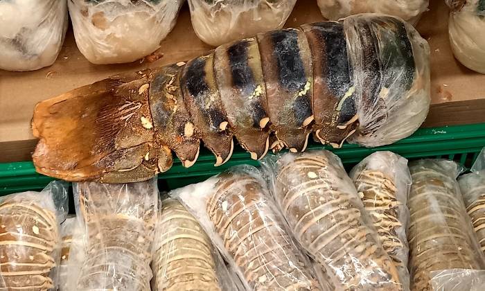 Puzzle Queues de langoustes