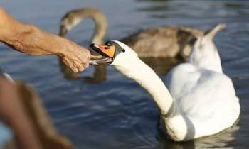 Puzzle 7589 - Nourrir un cygne