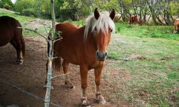 Puzzle 7886 - Chevaux au pré