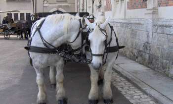 Puzzle 7189 - Chevaux