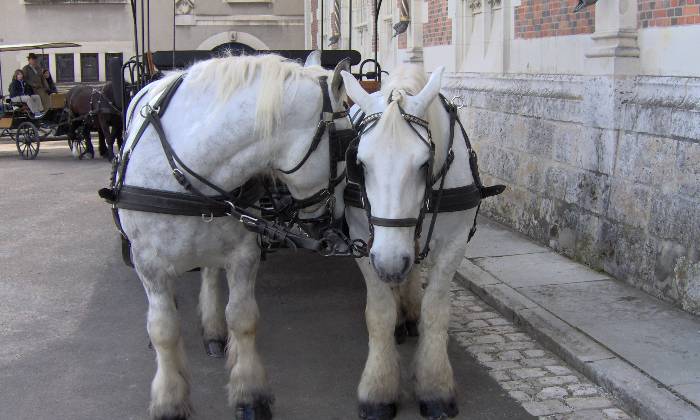 Puzzle Chevaux