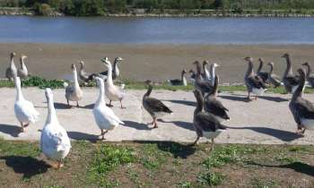 Puzzle 7391 - Les oies