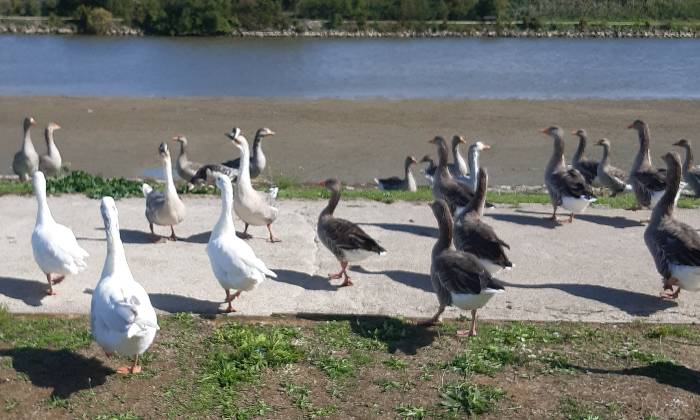 Puzzle Les oies