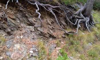 Puzzle 7252 - racines d'arbre