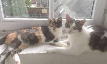 Puzzle 7447 - regard de chat