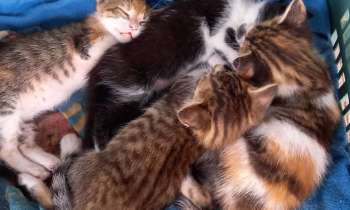 Puzzle 9765 - Chats