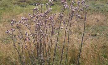 Puzzle 9787 - des fleurs