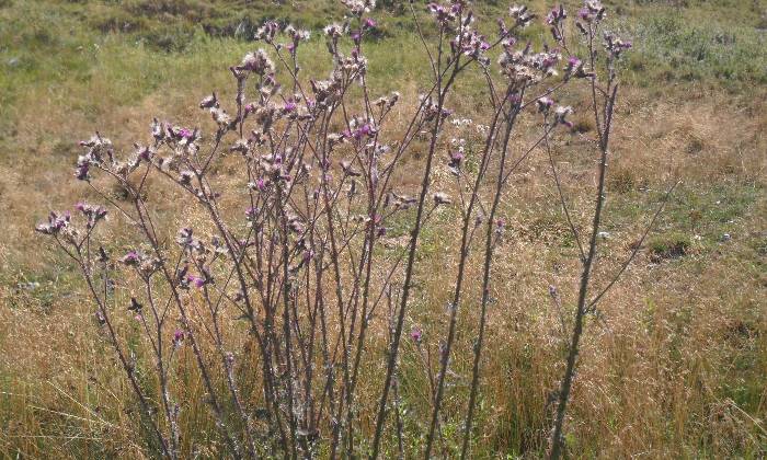 Puzzle des fleurs
