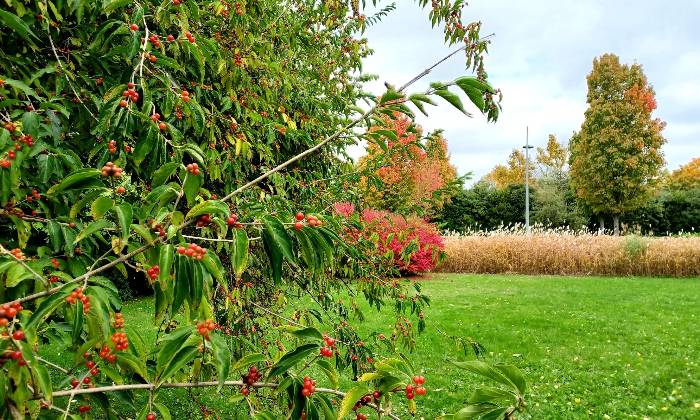 Puzzle couleurs d'automne - Paysages & Fleurs - Absolu Puzzle