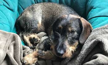 Puzzle 7753 - sieste confortable