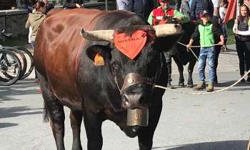 Puzzle 10099 - vache d'Hérens