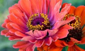 Puzzle 7512 - fleurs