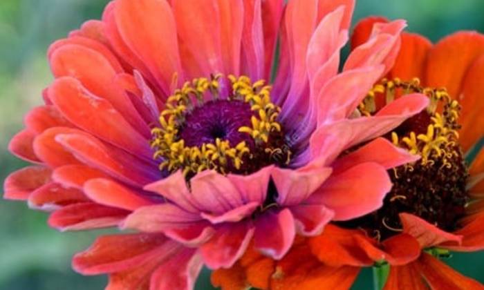 Puzzle fleurs