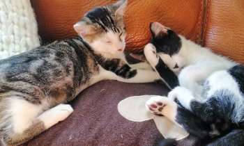 Puzzle 7875 - chatons Tic et Tac