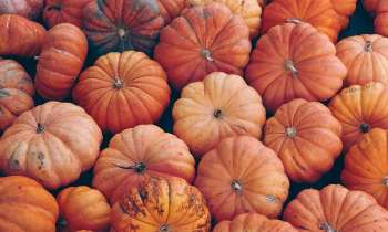 Puzzle 7168 - Citrouilles pour Halloween