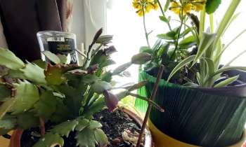 Puzzle 7242 - Plantes