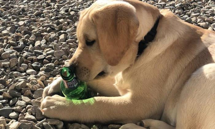 Puzzle Chien