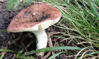 Puzzle 7791 - champignon
