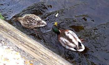 Puzzle 8379 - Canards