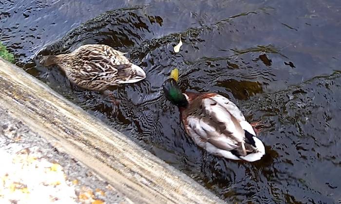 Puzzle Canards