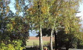 Puzzle 12798 - bouleaux