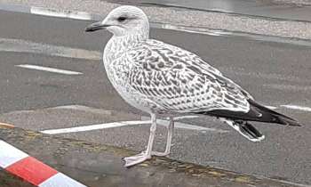 Puzzle 7518 - Oiseau