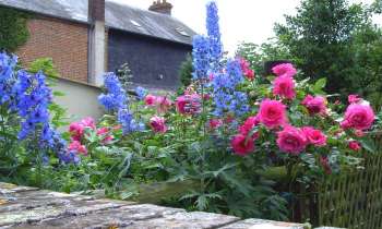 Puzzle 7508 - delphinums et roses