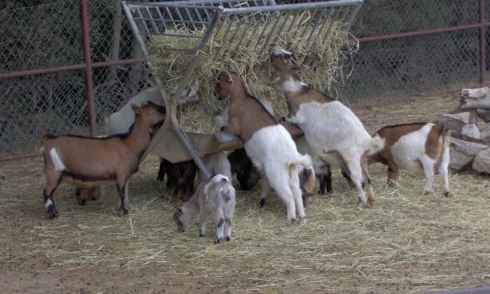 Puzzle Chévres et chevreaux