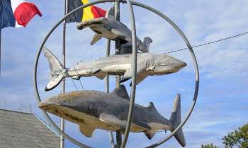 Puzzle 8199 - Requins