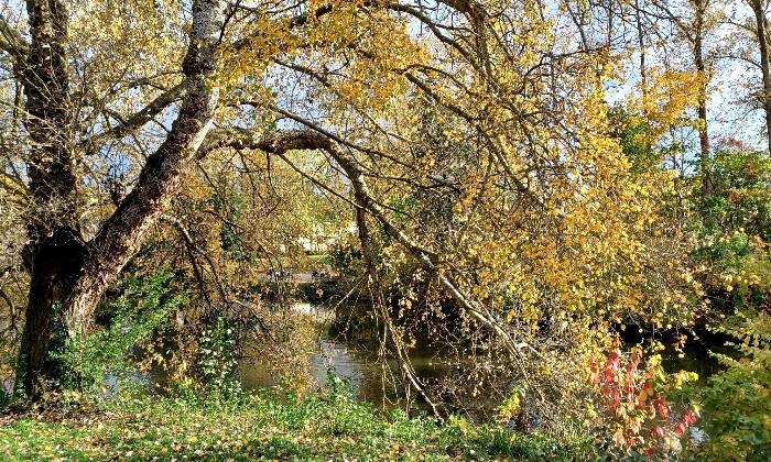 Puzzle Automne sous le soleil