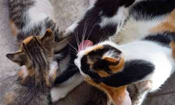 Puzzle 10395 - Chats
