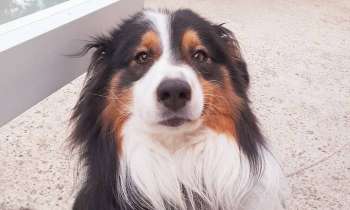 Puzzle 8566 - Regard de chien fidèle