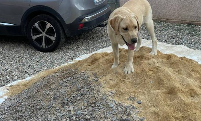 Puzzle Chien