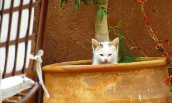 Puzzle 10104 - le chat dans une jarre