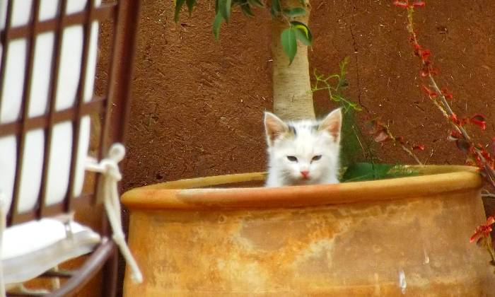 Puzzle le chat dans une jarre
