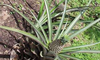 Puzzle 9593 - champs d'ananas