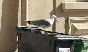 Puzzle 9389 - mouette sur poubelle