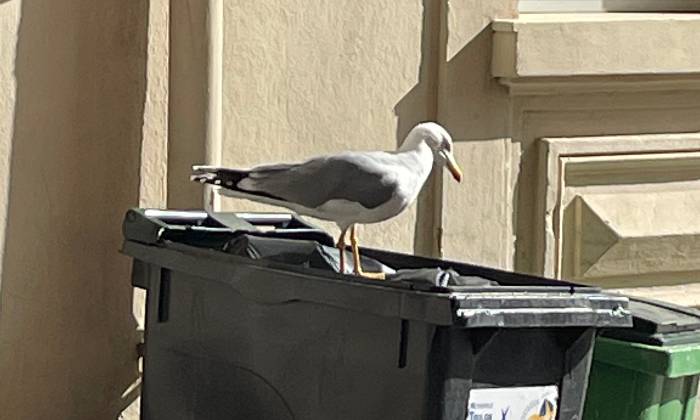 Puzzle mouette sur poubelle