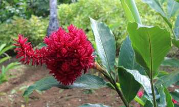 Puzzle 7212 - Alpinia