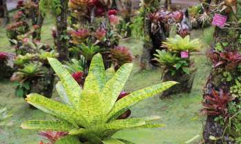 Puzzle 8519 - Jardins de Balata