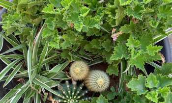 Puzzle 11494 - Plantes