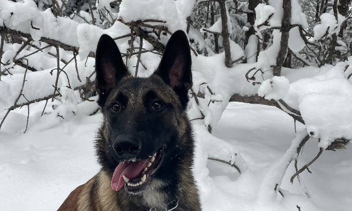 Puzzle sultan dans la neige