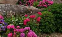 Puzzle hortensias