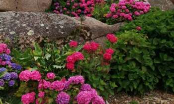 Puzzle 13832 - hortensias