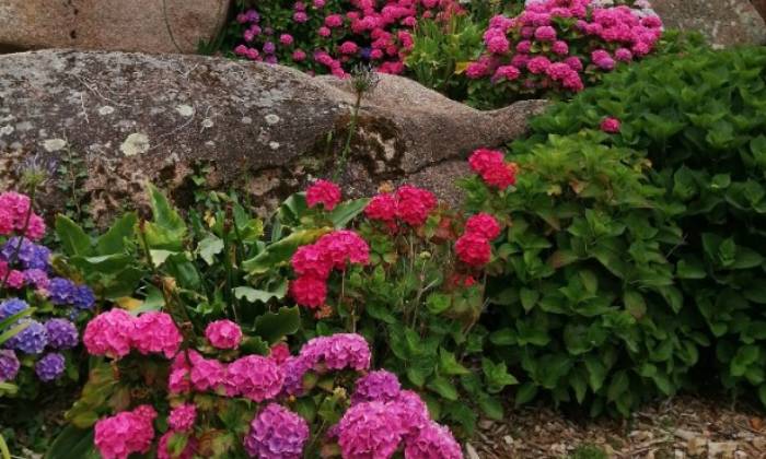 Puzzle hortensias - Paysages & Fleurs - Absolu Puzzle