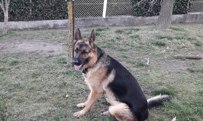 Puzzle titan prend le soleil
