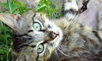 Puzzle 7249 - regard de chat